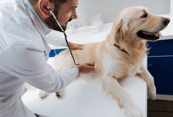 Emergencia Veterinaria