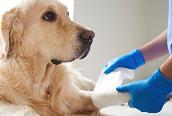 Hospitalización para mascotas, internación veterinaria