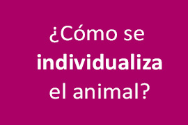 Cómo se individualiza a la mascota