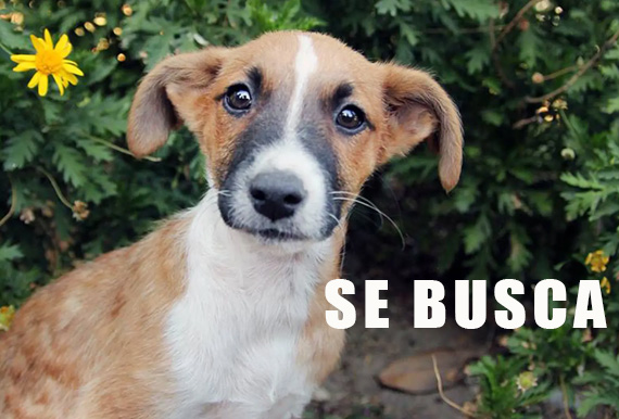 Animales perdidos, mascotas extraviadas
